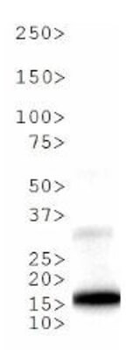 HIST2H3C Antibody