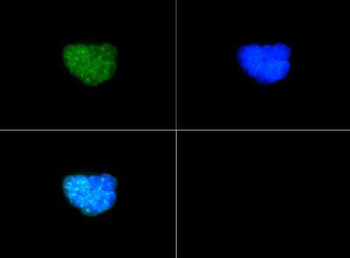 HIST2H3C Antibody