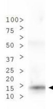 HIST2H3C Antibody
