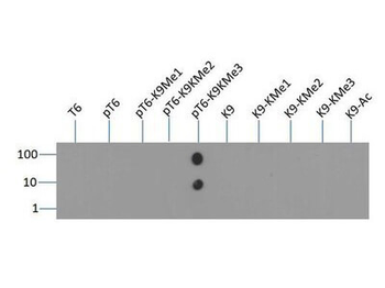 HIST2H3C Antibody