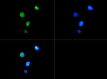 HIST2H3C Antibody