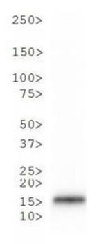 HIST2H3C Antibody