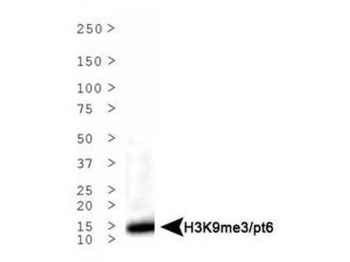 HIST2H3C Antibody