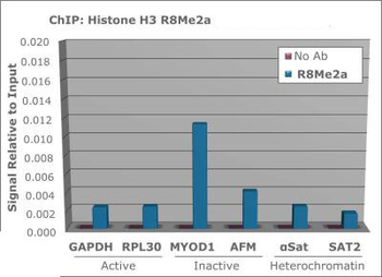 HIST2H3C Antibody