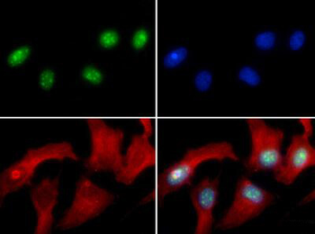 HIST2H3C Antibody