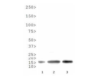 HIST2H3C Antibody