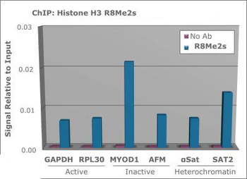HIST2H3C Antibody