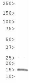 HIST2H3C Antibody