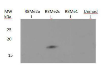 HIST2H3C Antibody