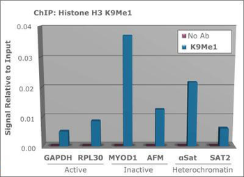 HIST2H3C Antibody