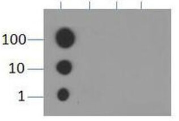 HIST2H3C Antibody