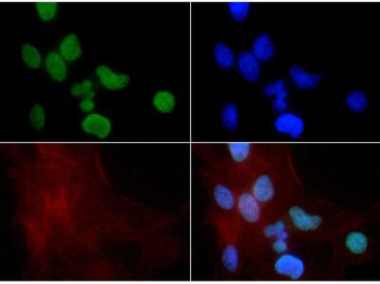 HIST2H3C Antibody