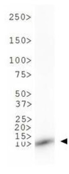 HIST2H3C Antibody