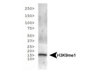 HIST2H3C Antibody