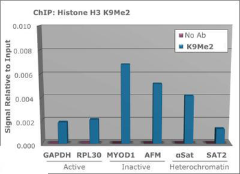 HIST2H3C Antibody