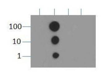 HIST2H3C Antibody