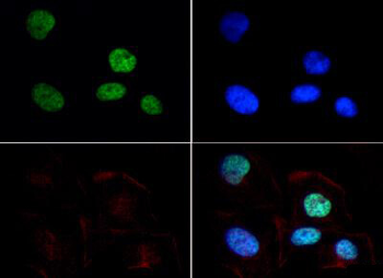 HIST2H3C Antibody