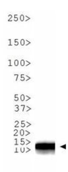 HIST2H3C Antibody
