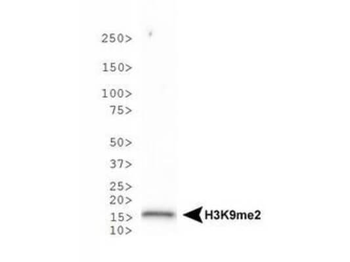 HIST2H3C Antibody