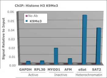 HIST2H3C Antibody