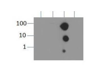 HIST2H3C Antibody