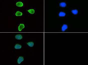 HIST2H3C Antibody