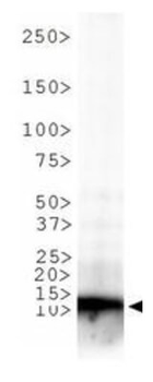HIST2H3C Antibody