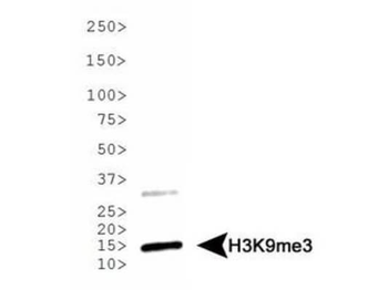 HIST2H3C Antibody
