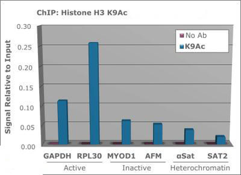 HIST2H3C Antibody