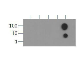 HIST2H3C Antibody