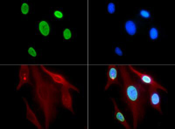 HIST2H3C Antibody