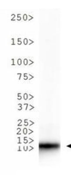 HIST2H3C Antibody