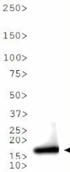 HIST2H3C Antibody