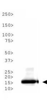 HIST2H3C Antibody