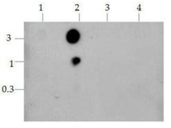 HIST2H3C Antibody