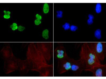 HIST2H3C Antibody