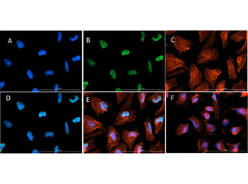 HIST2H3C Antibody