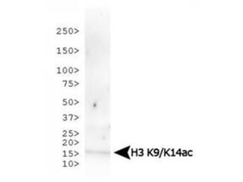 HIST2H3C Antibody