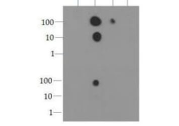 HIST2H3C Antibody