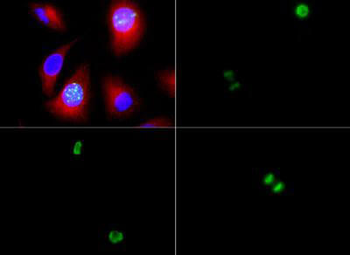 HIST2H3C Antibody