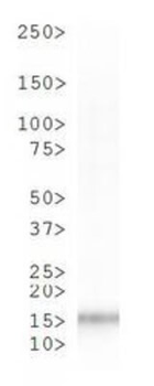 HIST2H3C Antibody