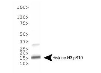 HIST2H3C Antibody