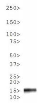 HIST2H3C Antibody