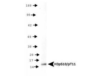 HIST2H3C Antibody