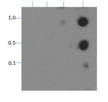 HIST2H3C Antibody
