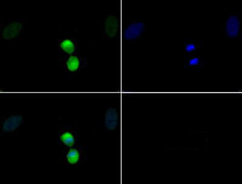 HIST2H3C Antibody