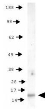 HIST2H3C Antibody