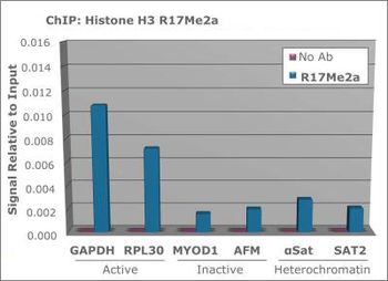 HIST2H3C Antibody