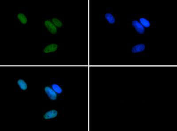 HIST2H3C Antibody