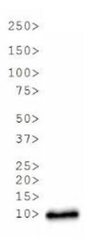 HIST2H3C Antibody
